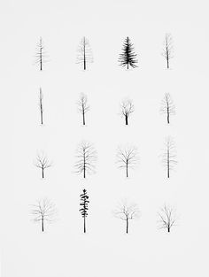 236x313 Simple Line Drawings Of Trees - Pine Tree Line Drawing