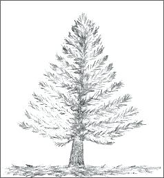 Pine Tree Line Drawing at PaintingValley.com | Explore collection of ...