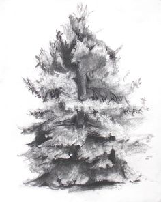236x296 Huge Collection Of 'pine Tree Pencil Drawing' Download More Than - Pine Tree Pencil Drawing