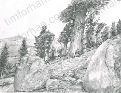 419x320 Huge Collection Of 'pine Trees In Pencil Drawing' Download More - Pine Tree Pencil Drawing