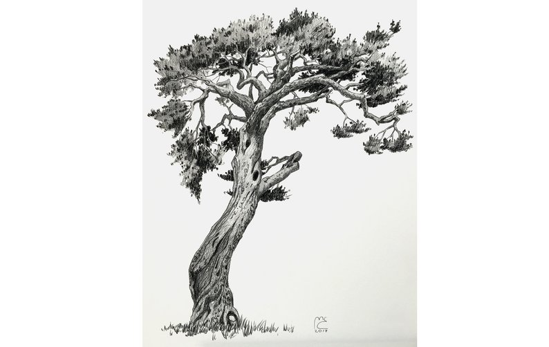 794x502 Original Pencil Drawing Old Pine Tree Botanical Art Etsy - Pine Tree Pencil Drawing