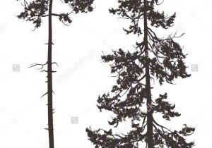 300x210 pencil drawings of pine trees pine tree pencil drawing - Pine Tree Pencil Drawing