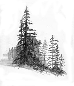 257x300 pencil drawings of pine trees pencil drawings pine trees memes - Pine Tree Pencil Drawing