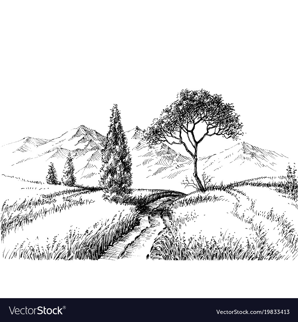1000x1080 Pine Tree Landscape Drawing Field Landscape Pencil Drawing Royalty - Pine Tree Pencil Drawing