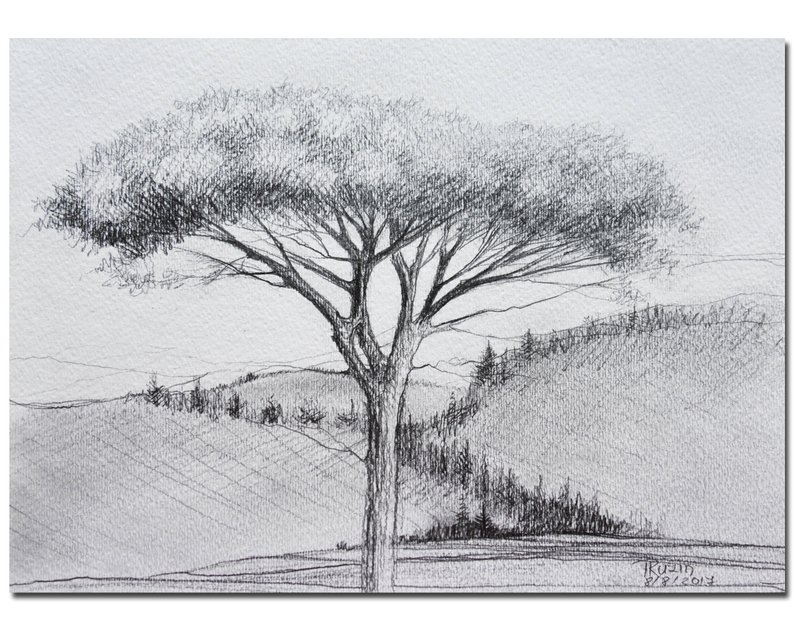 794x635 Umbrella Pine Tree Original Graphite Pencil Drawing On Etsy - Pine Tree Pencil Drawing