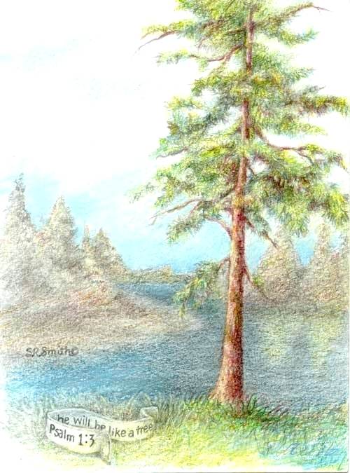 500x675 Pencil Pine Tree Home Ideas - Pine Tree Pencil Drawing