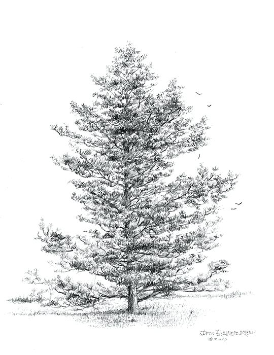 Pine Tree Pencil Drawing at Explore collection of