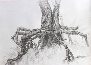 375x267 Pine Tree - Pine Tree Pencil Drawing