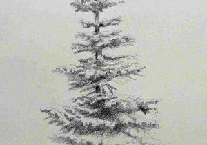 300x210 W Google Tattoo Rhcom Tree Pencil Drawing Yahoo - Pine Tree Pencil Drawing