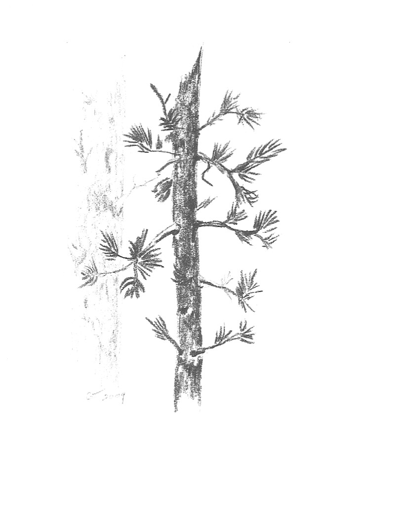 804x1024 How To Draw Pine - Pine Tree Pencil Drawing