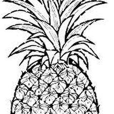225x225 How To Draw A Pineapple Steps - Pineapple Drawing