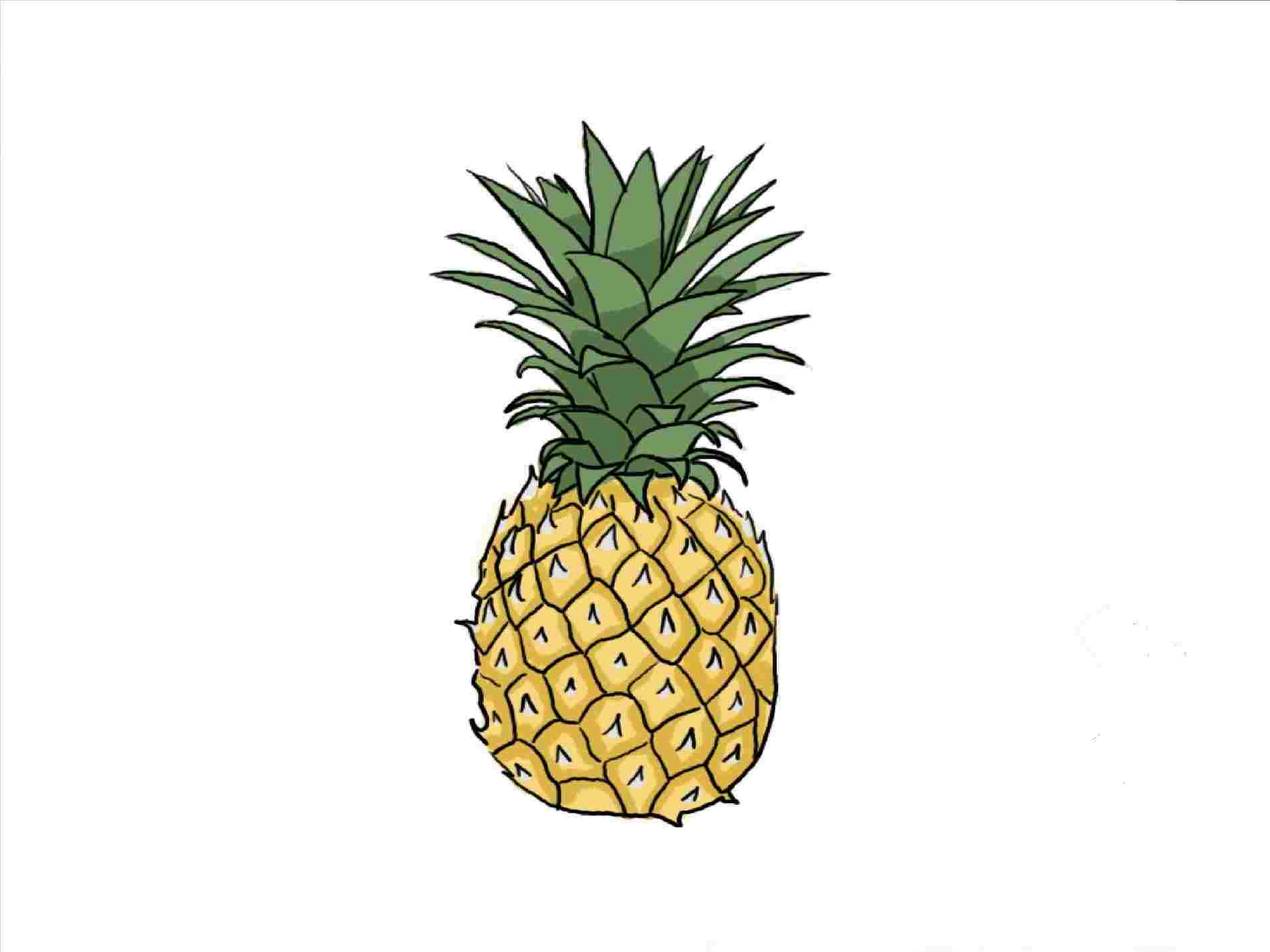 1900x1425 Pineapple Drawing Step - Pineapple Drawing