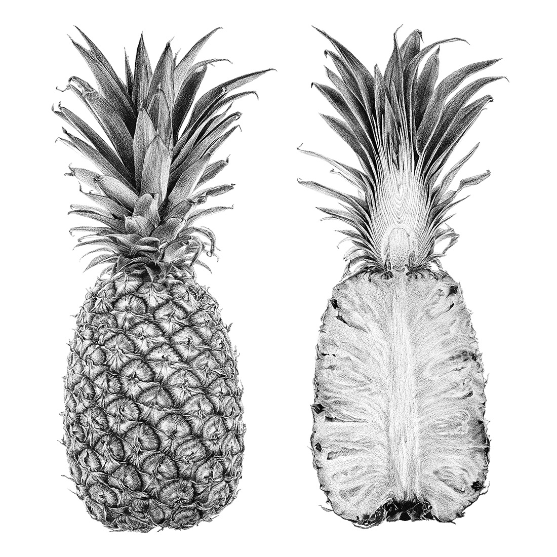 Pineapple Drawing at Explore collection of