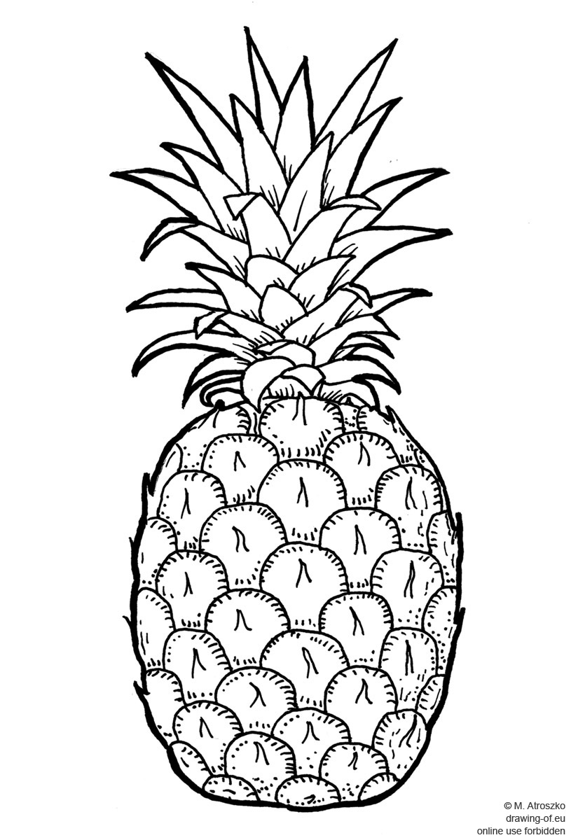 815x1200 Drawing Of Pineapple Drawing Of Eu - Pineapple Drawing
