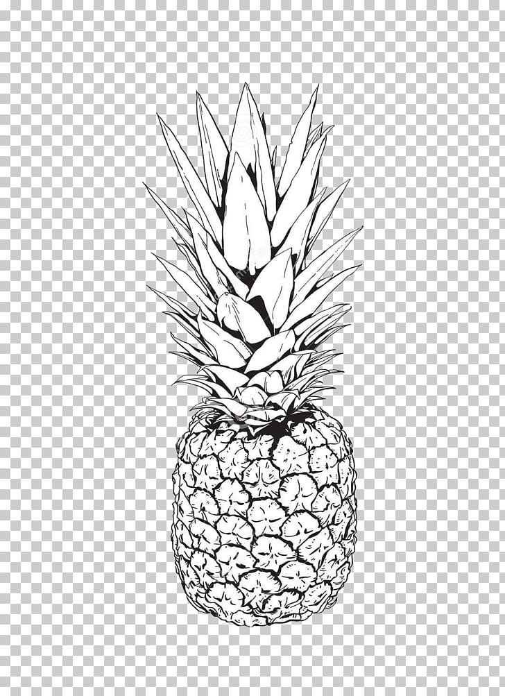 728x1003 pineapple drawing hand painted pineapple png clipart free - Pineapple Drawing Clip Art