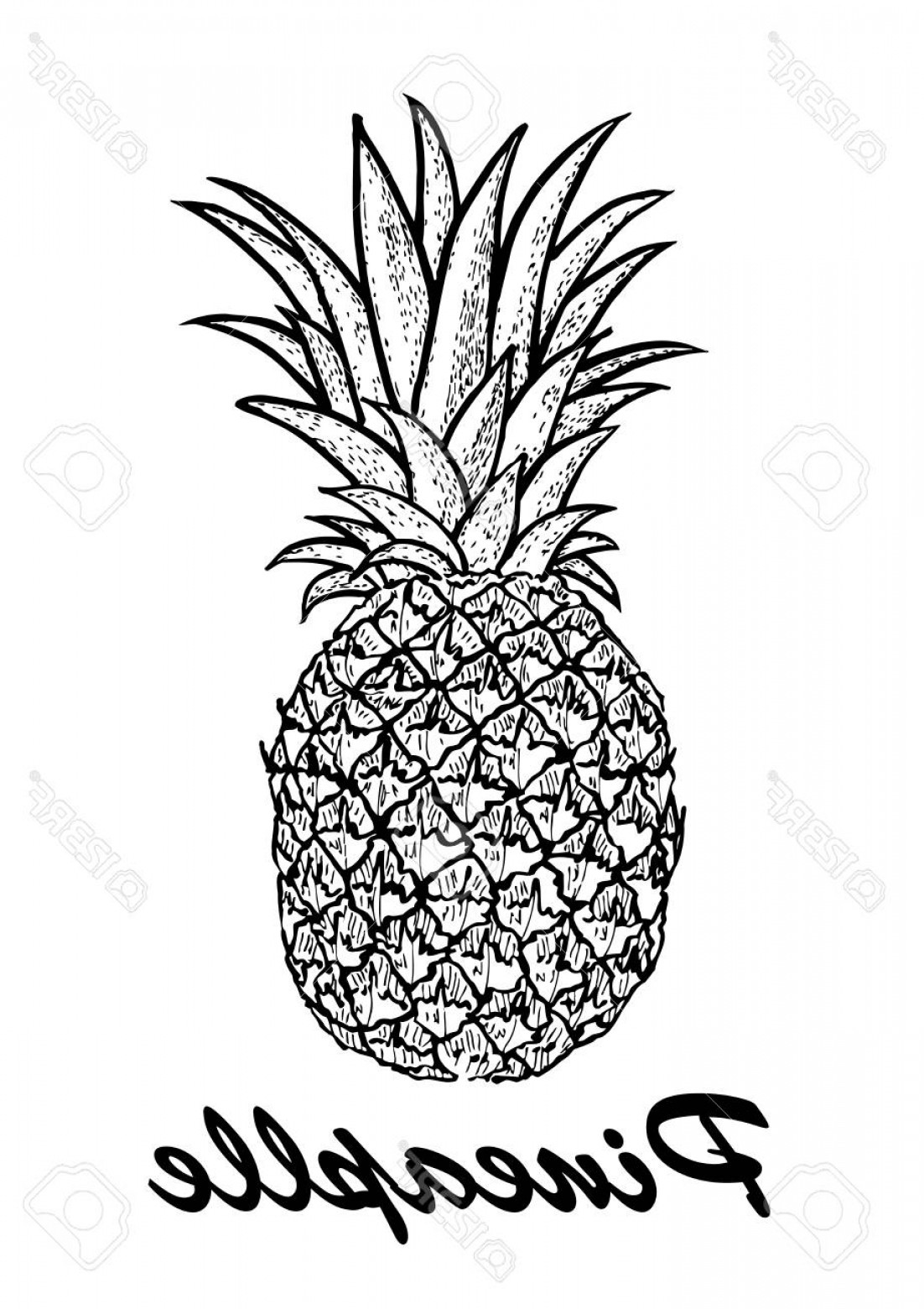 1102x1560 pineapple silhouette vector drawing arenawp - Pineapple Drawing Clip Art