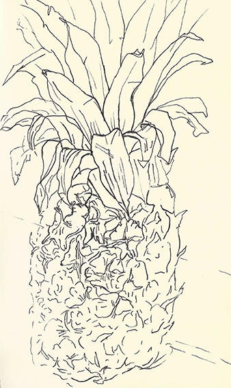 338x566 On Contour Line Drawing The Drawing Page - Pineapple Line Drawing