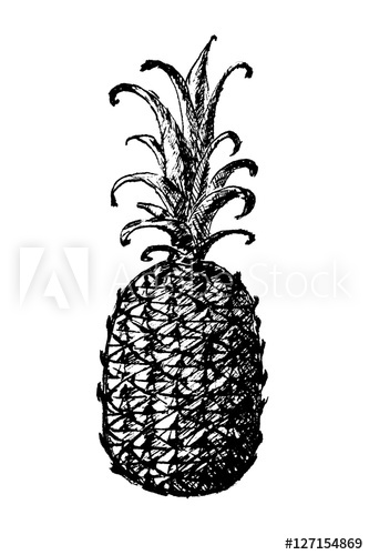 333x500 Pineapple, Ink Line Drawing Black Sketch On White Background - Pineapple Line Drawing