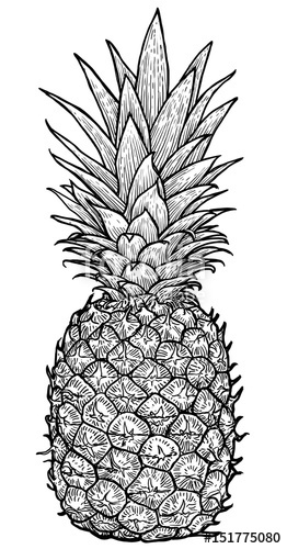 Pineapple Line Drawing at PaintingValley.com | Explore collection of ...