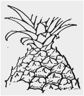 283x323 Pineapple Coloring - Pineapple Outline Drawing