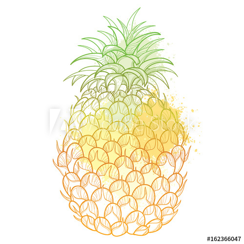 500x500 Vector Drawing With Outline Ananas Or Pineapple Fruit And Leaf - Pineapple Outline Drawing