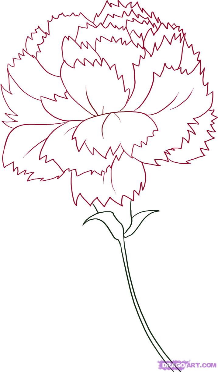 717x1221 how to draw a carnation, step - Pink Carnation Drawing