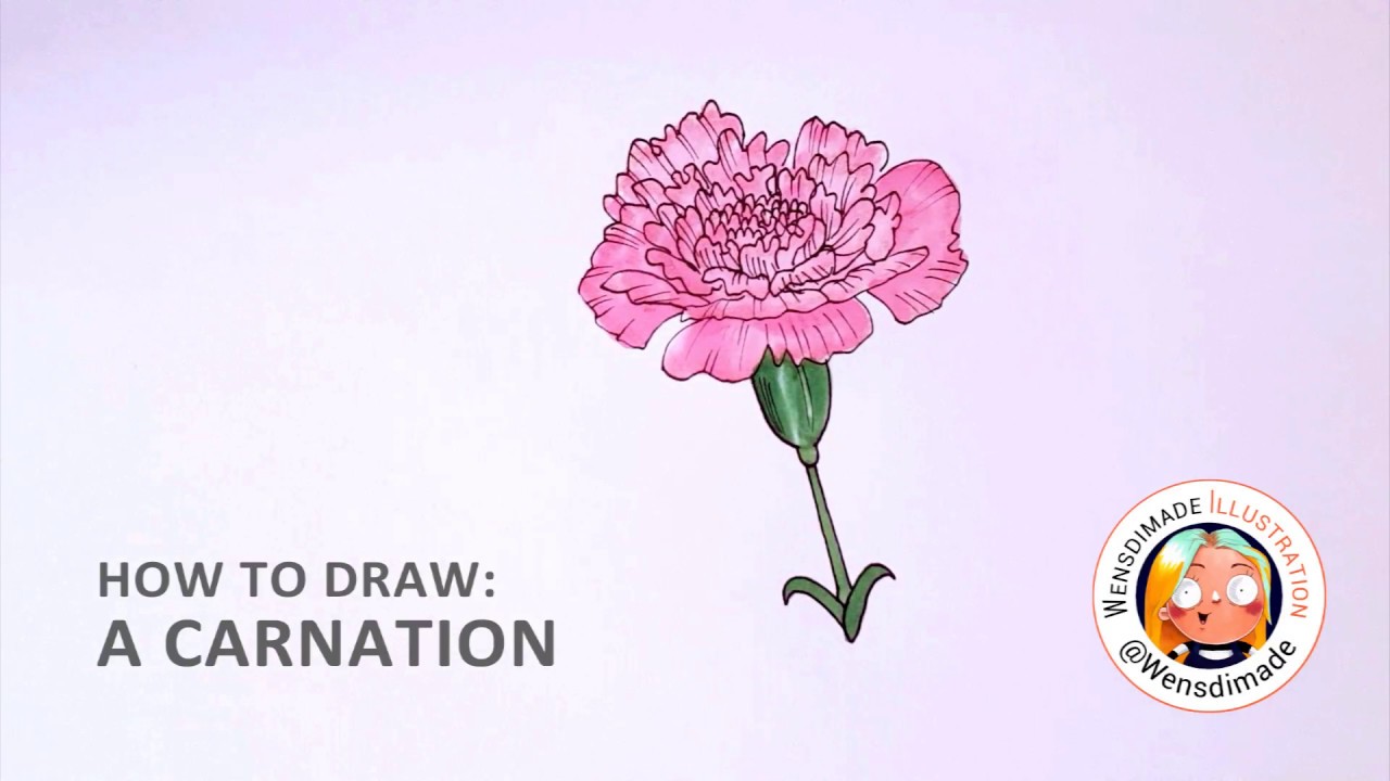 1280x720 how to draw a carnation flower in less than minutes! - Pink Carnation Drawing