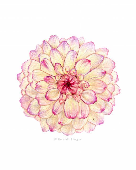 570x712 pink carnation botanical illustration floral, pink tattoos - Pink Carnation Drawing