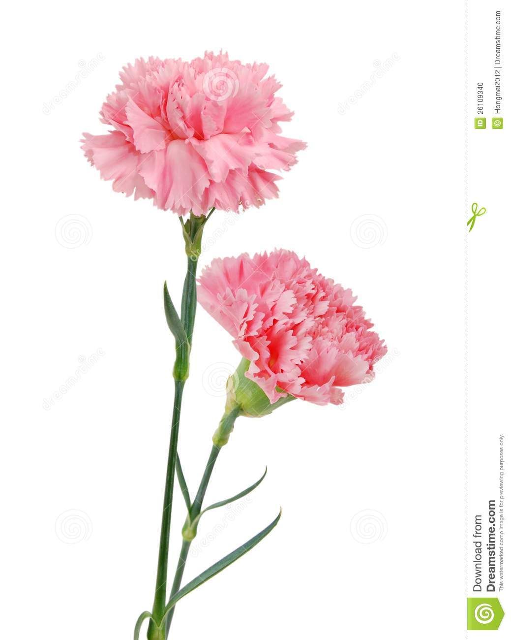 1039x1300 pink carnation more similar stock images of decorative pink - Pink Carnation Drawing