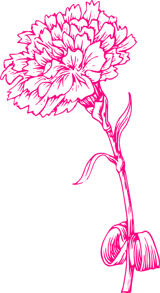324x592 pink carnation sketch clip art - Pink Carnation Drawing