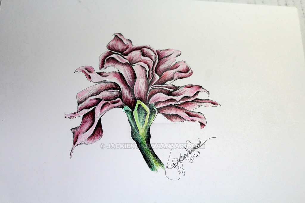 1024x683 pink carnation - Pink Carnation Drawing