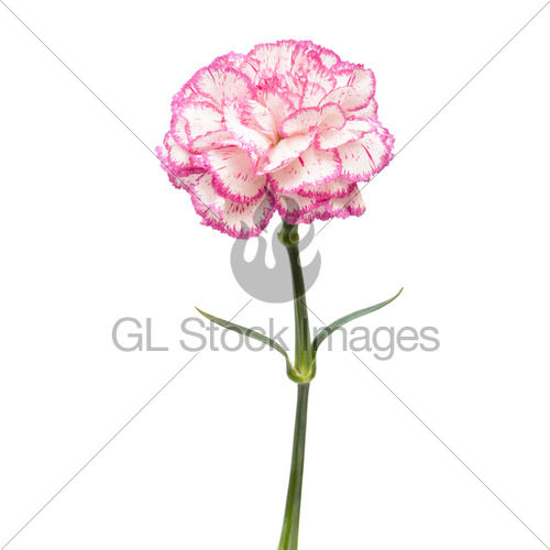 500x500 pink carnation gl stock images - Pink Carnation Drawing