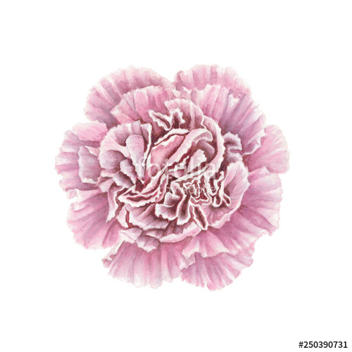 500x500 watercolor illustration, holiday card with a flower realistic - Pink Carnation Drawing