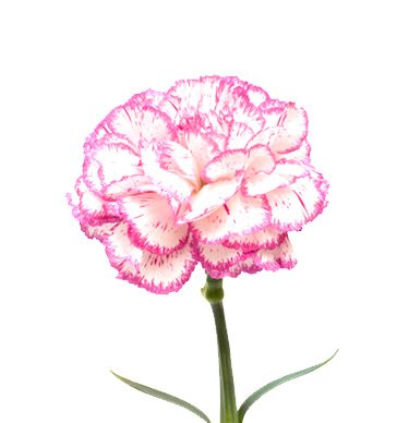 Pink Carnation Drawing at PaintingValley.com | Explore collection of ...