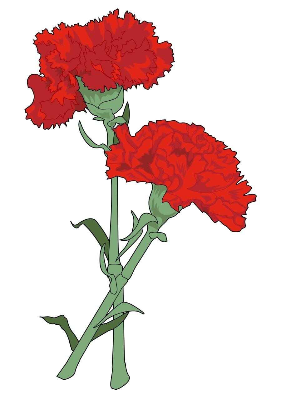 Pink Carnation Drawing at Explore collection of