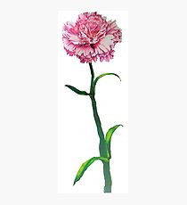 210x230 carnation drawing photographic prints redbubble - Pink Carnation Drawing