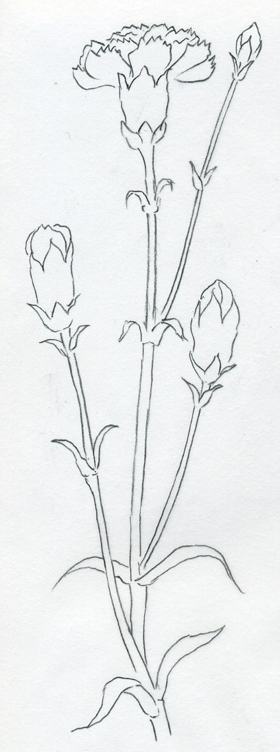 408x1095 how to draw carnation - Pink Carnation Drawing