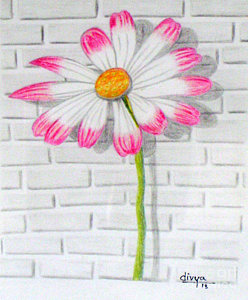 248x300 daisy flower drawing - Pink Daisy Drawing