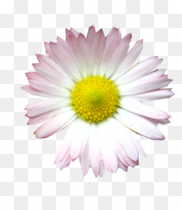 260x300 daisy png - Pink Daisy Drawing