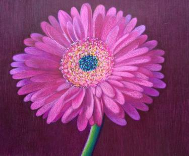375x310 gerbera daisy drawing - Pink Daisy Drawing