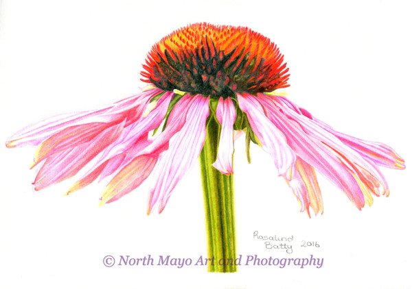 600x422 limited edition print of original coloured pencil drawing 'pink - Pink Daisy Drawing