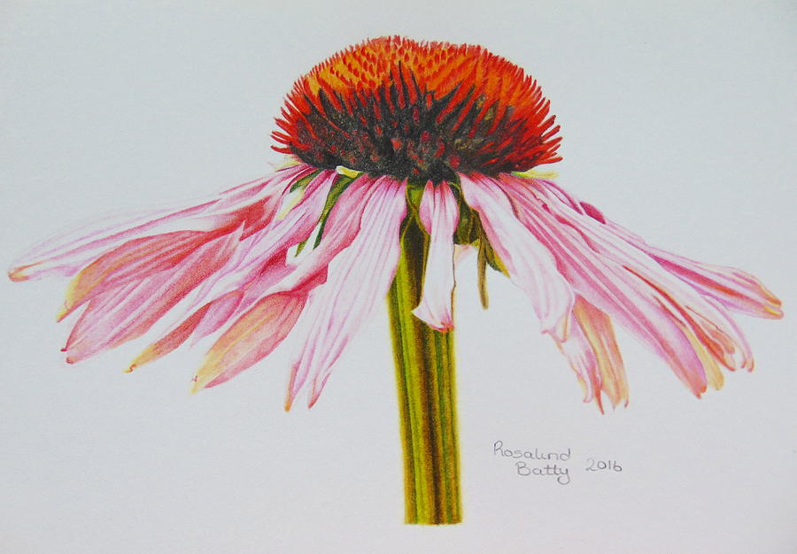 900x626 pink daisy drawing - Pink Daisy Drawing