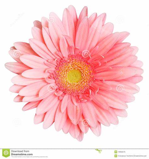 474x506 pink daisy drawing gtgt - Pink Daisy Drawing