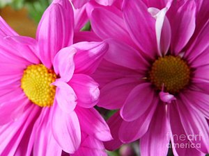 300x225 pink daisy drawings fine art america - Pink Daisy Drawing