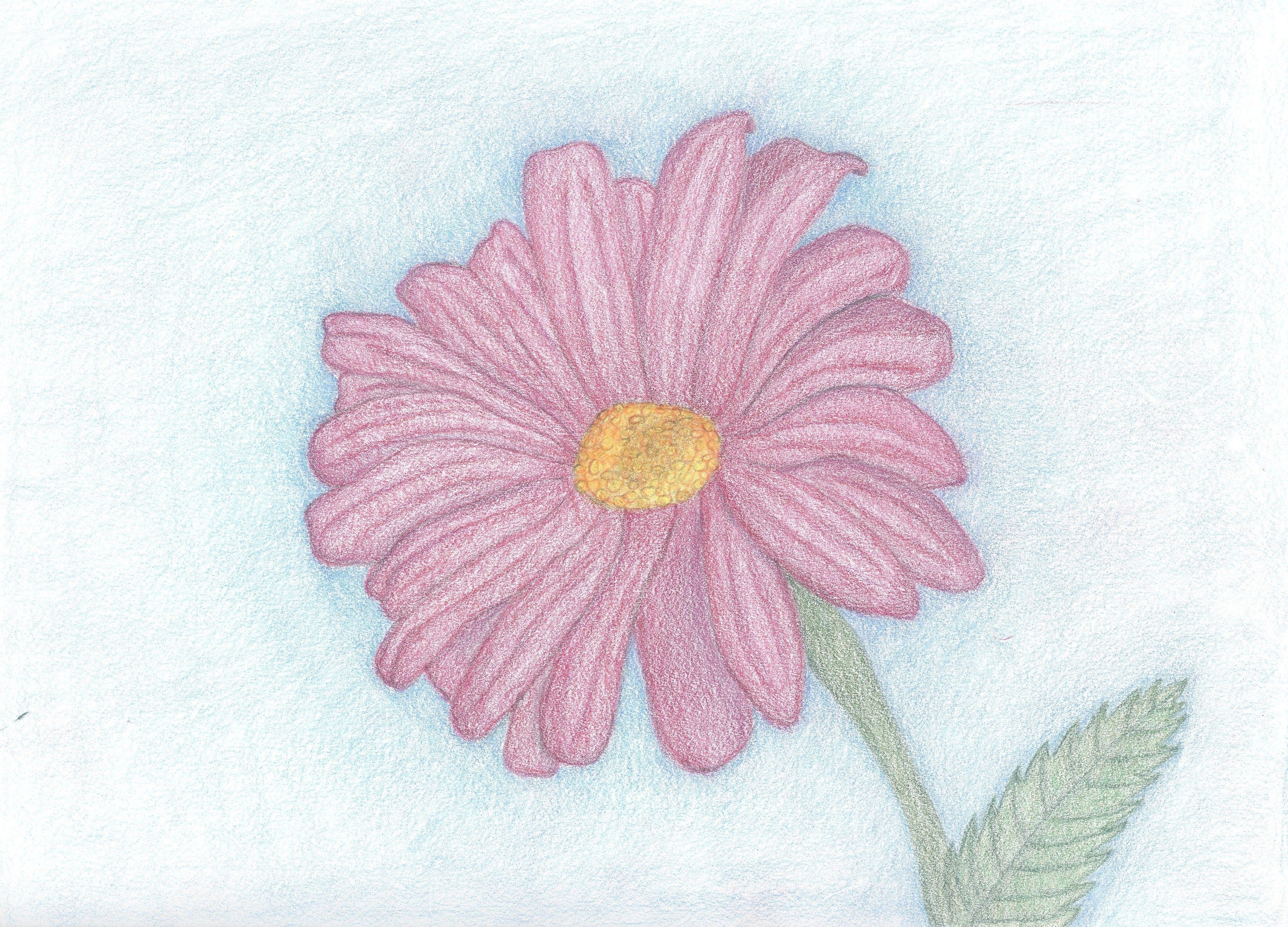 3539x2546 pink daisy drawing daisy drawing, drawings - Pink Daisy Drawing