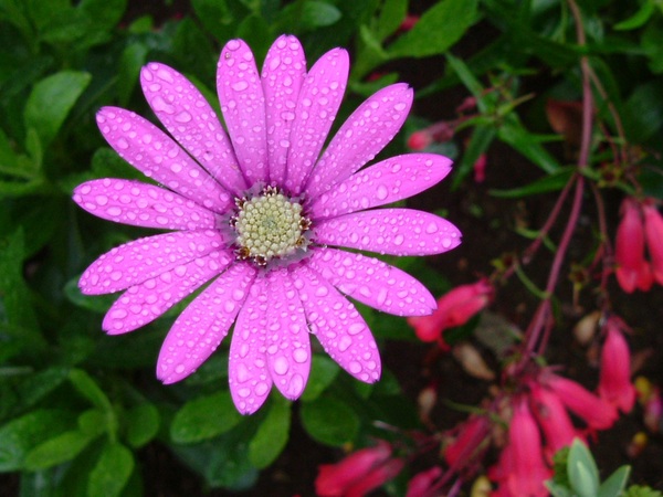 600x450 pink daisy flower after the rain stock photo free download - Pink Daisy Drawing