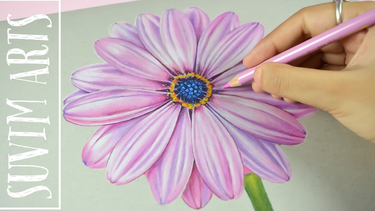 1280x720 timelapse drawing violet daisy flower with colored pencil - Pink Daisy Drawing