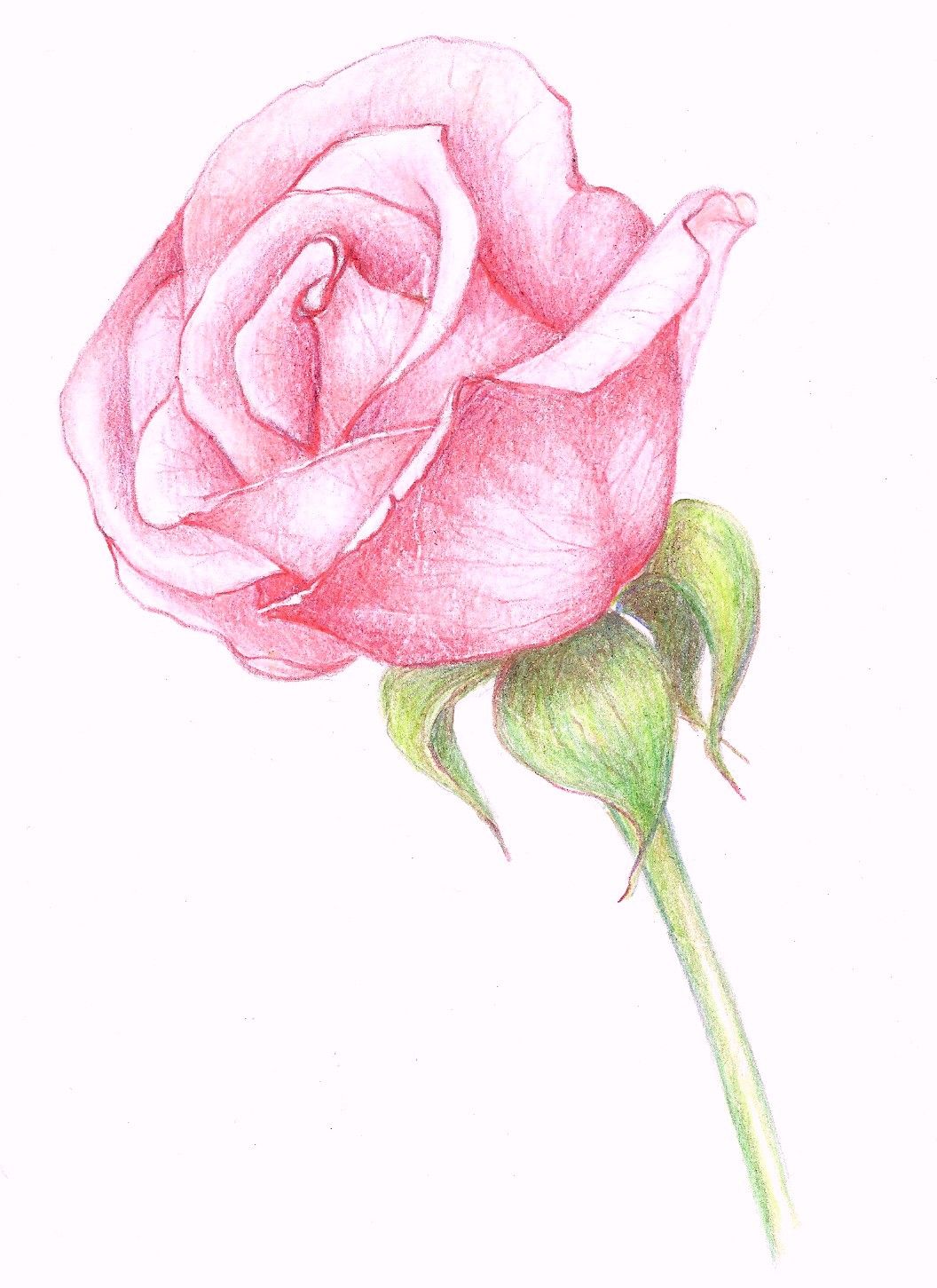 1056x1451 rose drawings in pencil drawings a pink rose painting rose - Pink Drawings