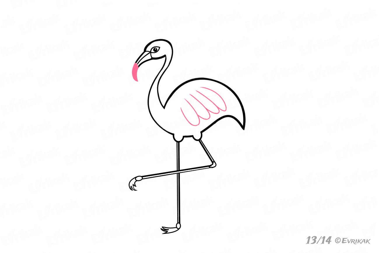 1300x867 learning how to draw a pink flamingo step - Pink Flamingo Drawing