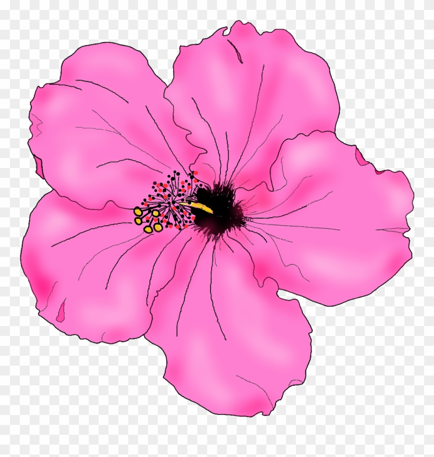 880x925 Flowers For Simple Hibiscus Flower Drawing - Pink Flower Drawing